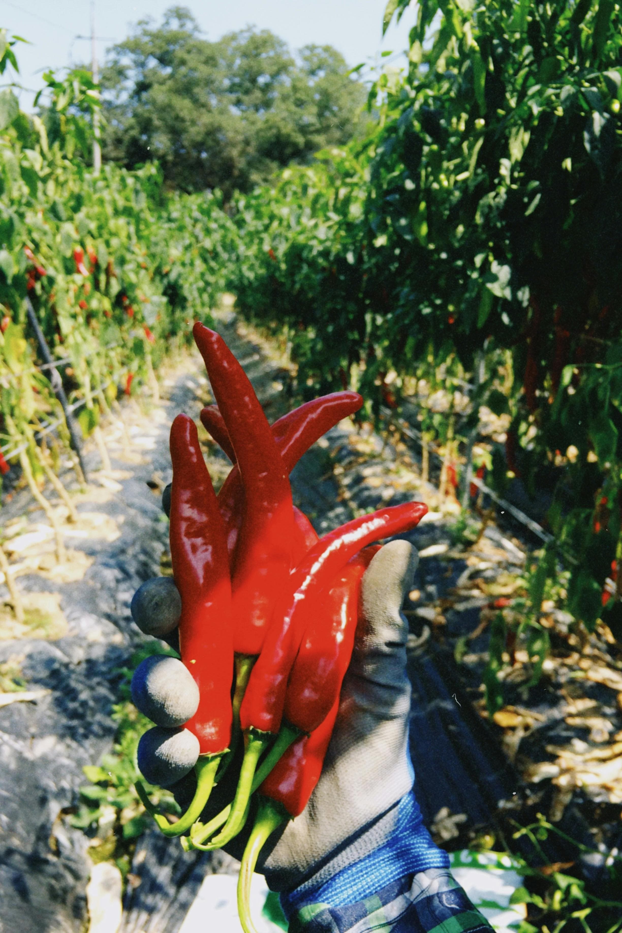 hot pepper