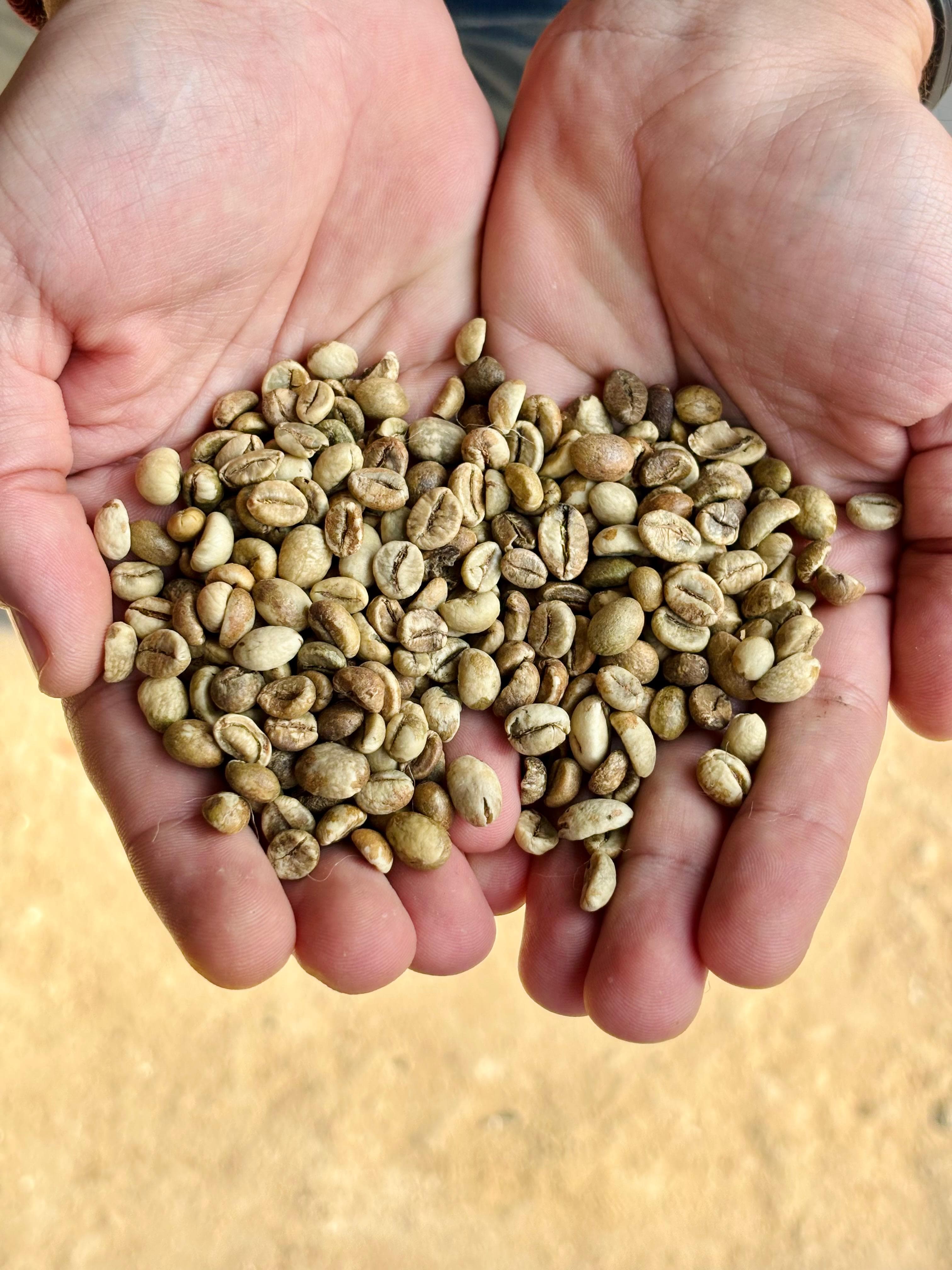 Indonesian green coffe beans